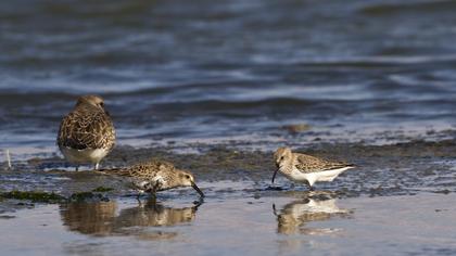 Karakarınlı kumkuşu