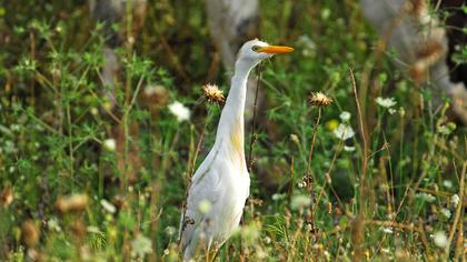 Sığır balıkçılı