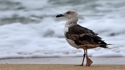 Lesser Black-backed Gull