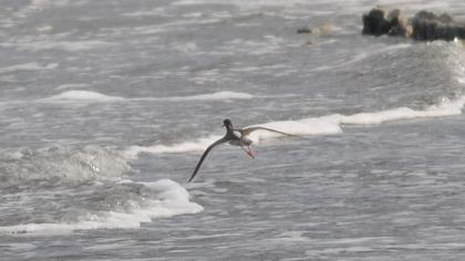 Common Redshank
