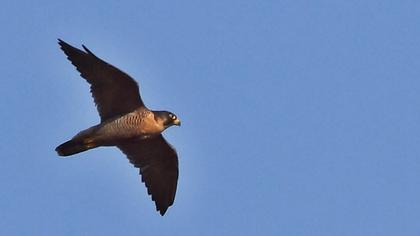 Peregrine Falcon