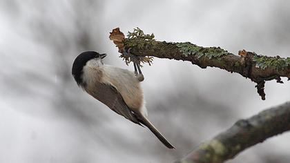 Kayın baştankarası