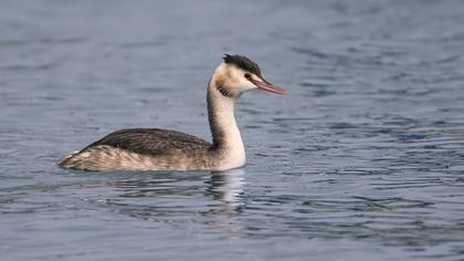 Great Crested Grebe