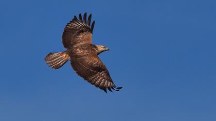Long-legged Buzzard