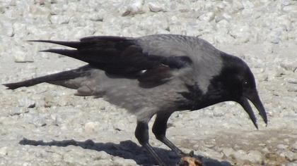 Hooded Crow