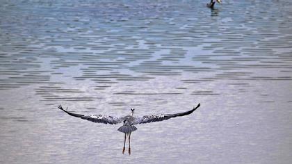 Grey Heron