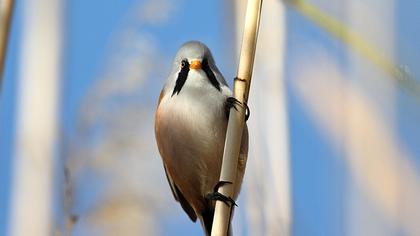 Bıyıklı baştankara