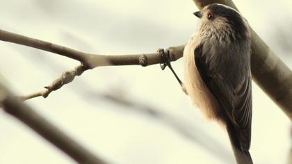 Uzunkuyruklu baştankara