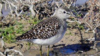 Orman düdükçünü