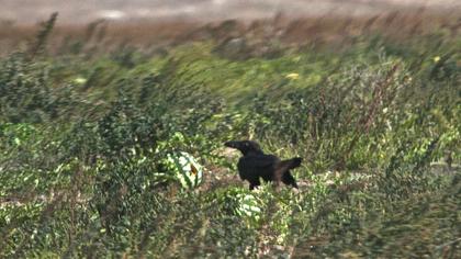 Northern Raven