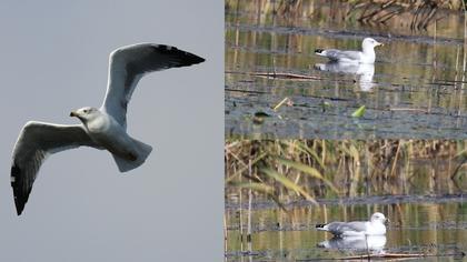 Van gölü martısı