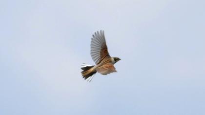 Bataklık Kirazkuşu