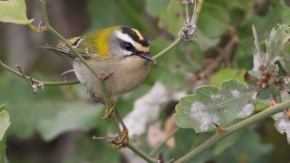 Sürmeli çalıkuşu