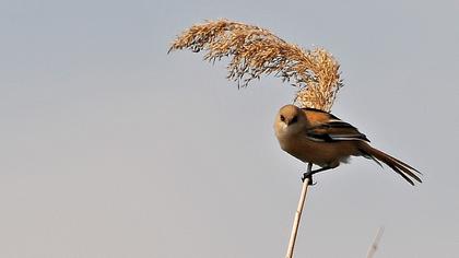 Bıyıklı baştankara
