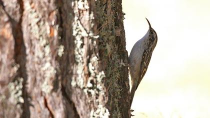Bahçe tırmaşıkkuşu