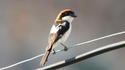 Kızılbaşlı örümcekkuşu