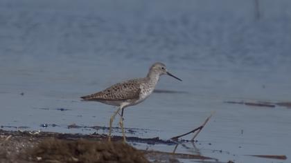 Bataklık düdükçünü