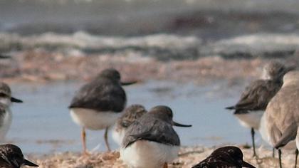 Terek düdükçünü