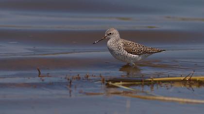 Bataklık düdükçünü