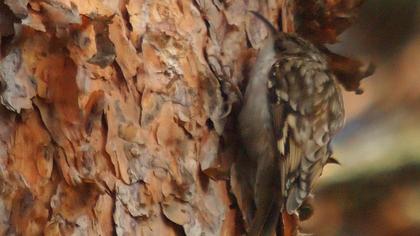 Bahçe tırmaşıkkuşu