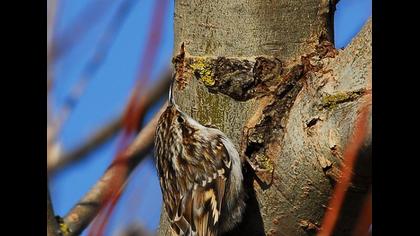 Bahçe tırmaşıkkuşu