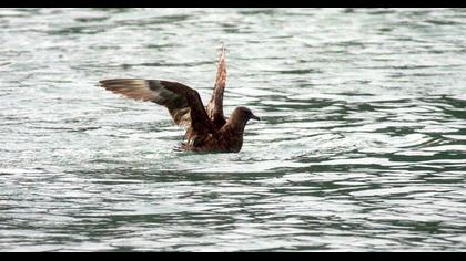 Pomarine Jaeger