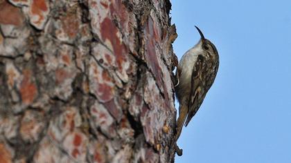 Orman tırmaşıkkuşu