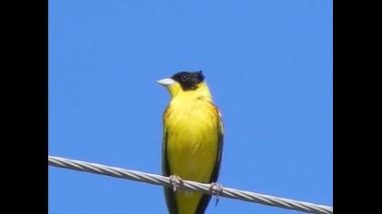 Karabaşlı kirazkuşu