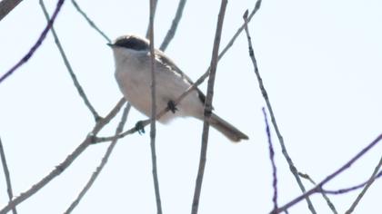 Küçük akgerdanlı ötleğen