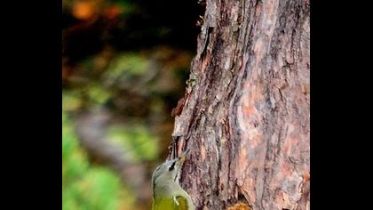 Küçük yeşil ağaçkakan