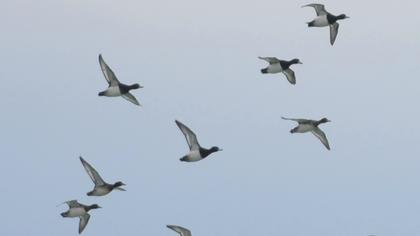 Tufted Duck
