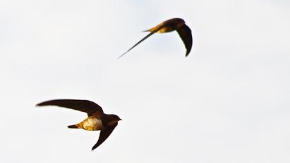 Alpine Swift