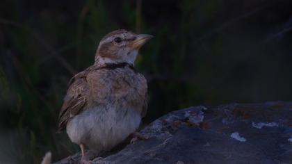 Küçük boğmaklı toygar