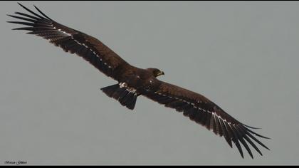 Küçük orman kartalı