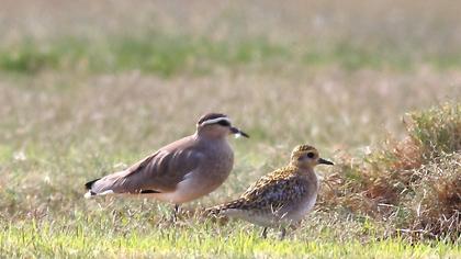 European Golden Plover