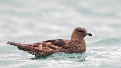 Kütkuyruklu korsanmartı