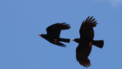 Kırmızıgagalı dağ kargası