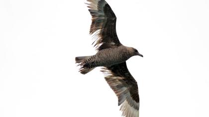 Kütkuyruklu korsanmartı