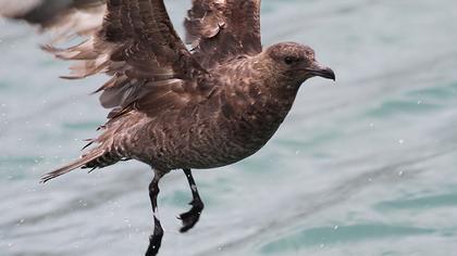 Kütkuyruklu korsanmartı