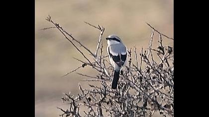 Büyük örümcekkuşu