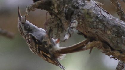 Short-toed Treecreeper