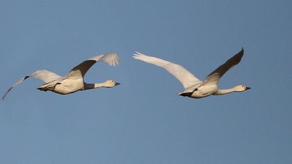 Tundra Swan