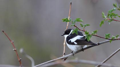 Semicollared Flycatcher