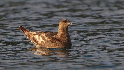 Kütkuyruklu korsanmartı