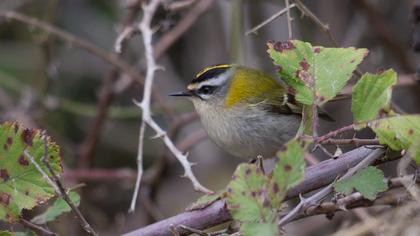Sürmeli çalıkuşu