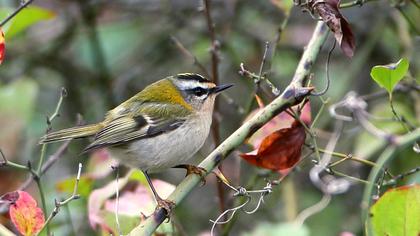 Sürmeli çalıkuşu