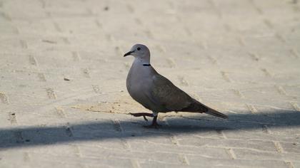 Eurasian Collared Dove