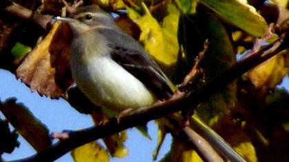 Dağ kuyruksallayanı