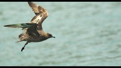 Kütkuyruklu korsanmartı