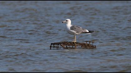 Van gölü martısı
